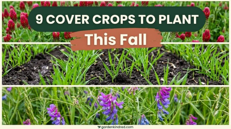 9 Cover Crops to Plant This Fall for Better Spring Soil