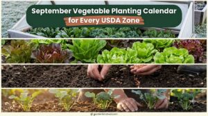 September Vegetable Planting Calendar by Zone (Frost-Date Math Included)