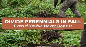 Complete Guide to Dividing Perennials in Fall: 9 Rules (Plus What to Never Split)