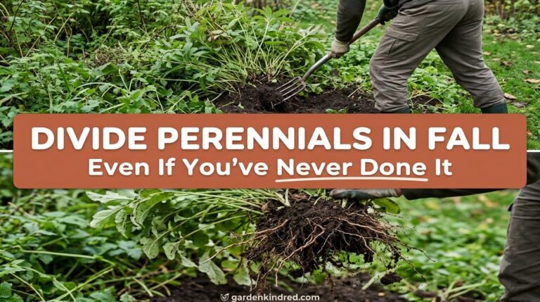 Complete Guide to Dividing Perennials in Fall: 9 Rules (Plus What to Never Split)